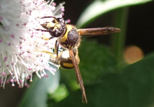Eumenes sp.
